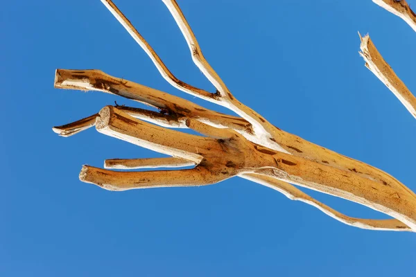 Rami Spogli Contro Cielo Blu — Foto Stock