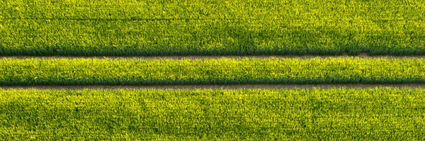 Recht Rijstrook Groen Veld Van Boven Panoramisch Beeld Luchtzicht — Stockfoto