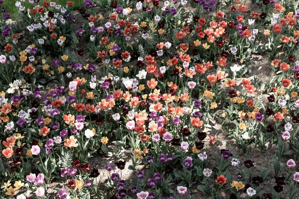 Тюльпаны Различных Типов Цветов Парке Сверху — стоковое фото