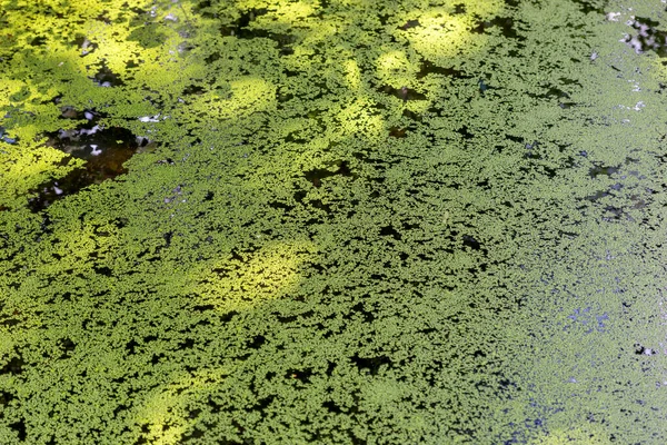 Grüner Wasserlinsen Auf Einem Teich Natürlicher Hintergrund — Stockfoto