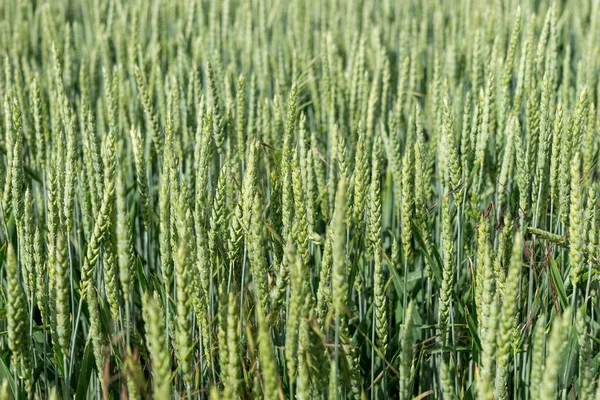 Green Wheat Field Natural Background — Stock Photo, Image