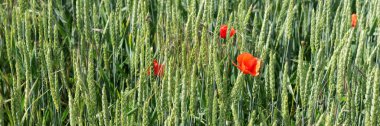 Yeşil buğday tarlasında kırmızı haşhaş. Panoramik resim