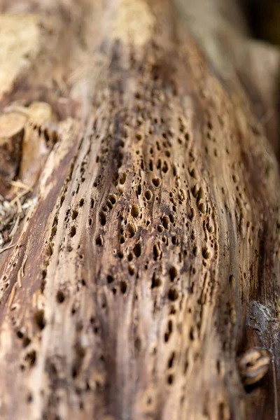 Superficie Tronco Albero Con Piccoli Fori — Foto Stock