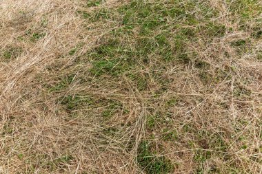 Çayırda uzun kuru çimenler. Güzel doğal arkaplan