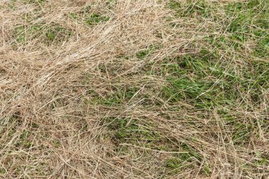 Çayırda uzun kuru çimenler. Güzel doğal arkaplan