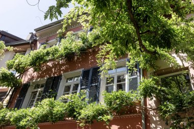 Wisteria pencerelerin etrafında panjurlarla sürünüyor.