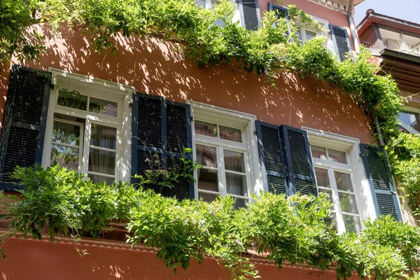 Wisteria Creeps Windows Shutters — Stockfoto