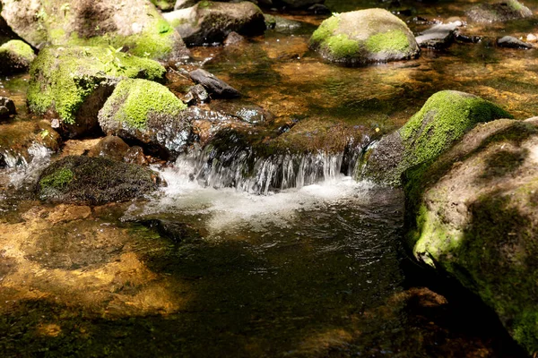 Water Flows Stones Green Moss Forest — Zdjęcie stockowe