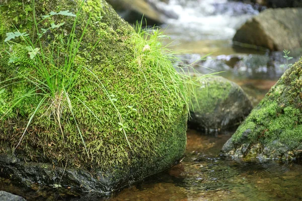 Stones Moss Grass Flowing Water —  Fotos de Stock