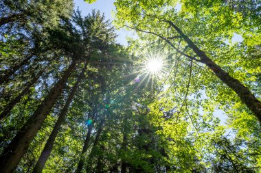 Sun rays shining through trees in the forest