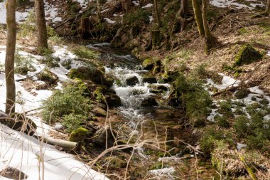 İlkbaharda karlı ormanın yanındaki dağ nehri
