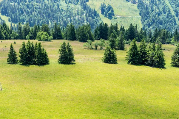 Alberi Sulle Colline Prati Paesaggio Montano — Foto Stock