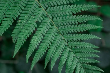 Ormanda sabah kızıl sonbahar eğreltiotu 