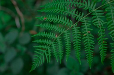 Ormanda sabah kızıl sonbahar eğreltiotu 