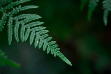 Ormanda sabah kızıl sonbahar eğreltiotu 