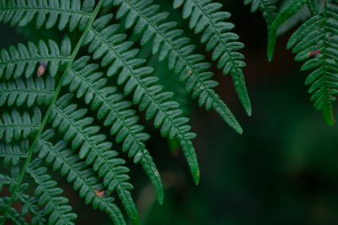 Ormanda sabah kızıl sonbahar eğreltiotu 