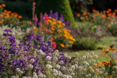 Bahçesinde yaprakları olan güzel mavi salvia viridis çiçekleri. 
