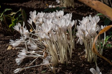 Çiçek açan kolşisyum sonbahar çiçekleri - Sonbahar çiçekleri