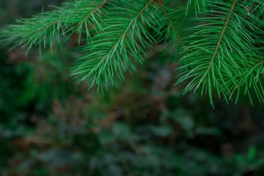 Ormandaki noel ağacı dalına yakın çekim.