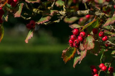 Kornelian kiraz ağacı büyüdükçe bu kırmızı meyveler ona çok yakın.