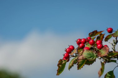 Kornelian kiraz ağacı büyüdükçe bu kırmızı meyveler ona çok yakın.