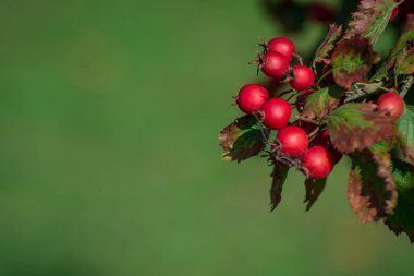Kornelian kiraz ağacı büyüdükçe bu kırmızı meyveler ona çok yakın.