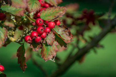 Kornelian kiraz ağacı büyüdükçe bu kırmızı meyveler ona çok yakın.