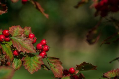 Kornelian kiraz ağacı büyüdükçe bu kırmızı meyveler ona çok yakın.