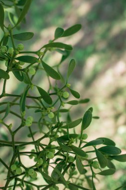 Yeşil arkaplan ve böğürtlen olarak Avrupa ökseotu