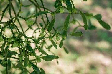 Yeşil arkaplan ve böğürtlen olarak Avrupa ökseotu