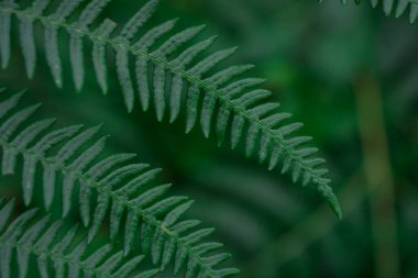 Ormanda sabah kızıl sonbahar eğreltiotu 