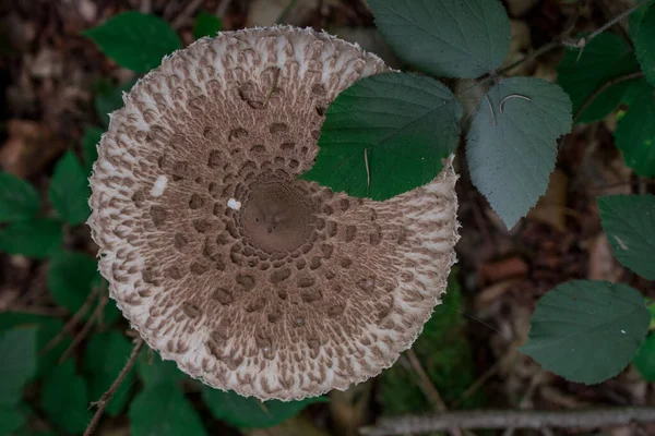 蘑菇收获 在森林中采摘可食用的野生蘑菇 — 图库照片