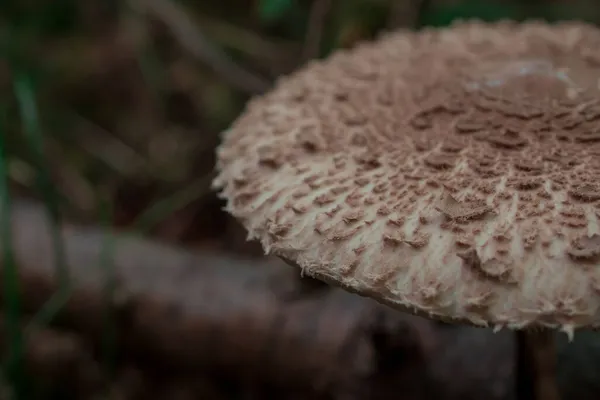 Paddenstoelen Oogsten Eetbare Wilde Paddenstoelen Plukken Het Bos — Stockfoto