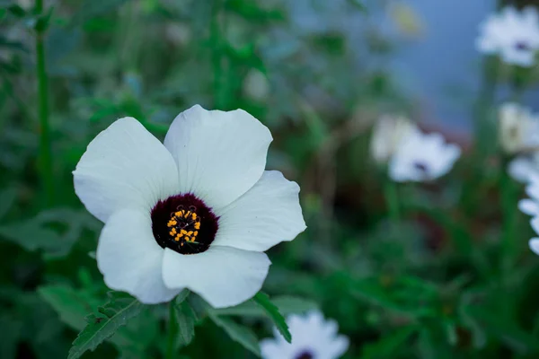 Квіти Анемони Бутони Осінньому Парку — стокове фото
