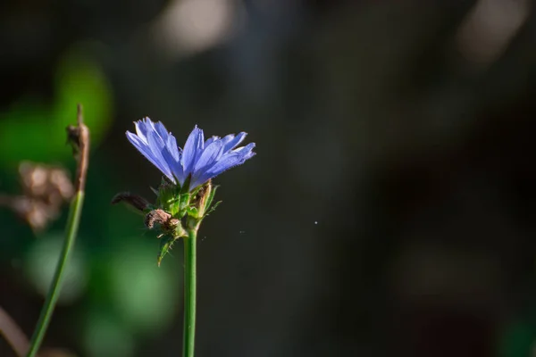 秋天花园的蓝花特写 — 图库照片