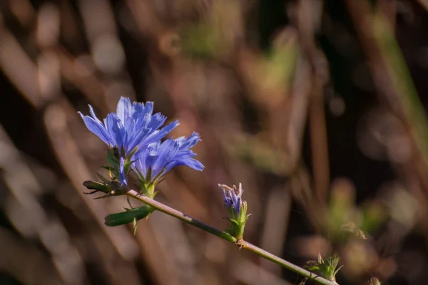 Fiori Blu Nel Giardino Autunnale Primo Piano — Foto Stock