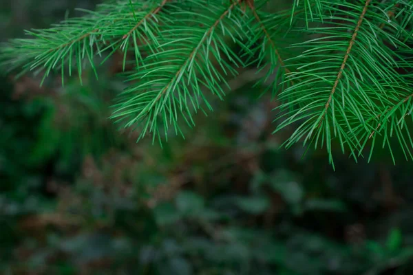 Primer Plano Rama Del Árbol Navidad Bosque — Foto de Stock