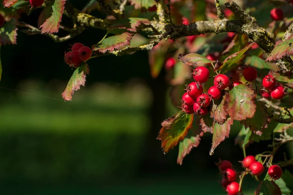 Cerejeira Corneliana Crescendo Como Estas Frutas Vermelhas Estão Perto — Fotografia de Stock