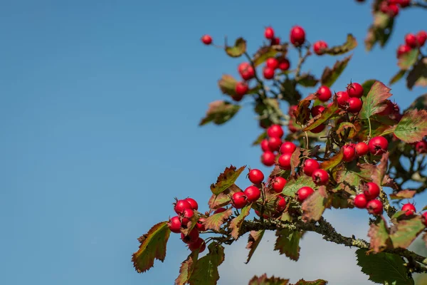 Kornelian kiraz ağacı büyüdükçe bu kırmızı meyveler ona çok yakın.