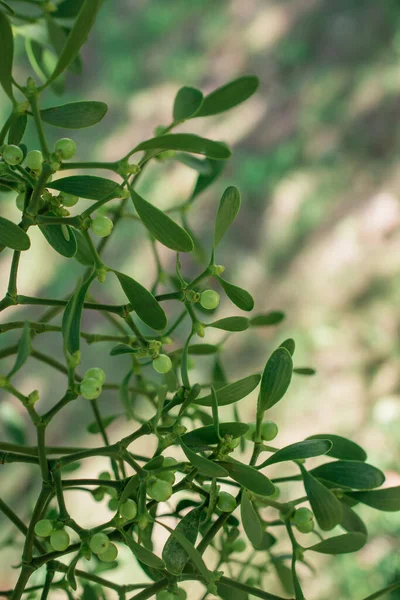 Yeşil arkaplan ve böğürtlen olarak Avrupa ökseotu