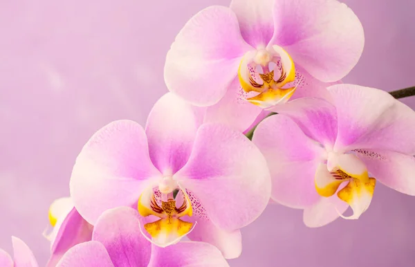 Фиолетовые Розовые Цветы Орхидеи Розовом Фоне Копировальным Пространством — стоковое фото