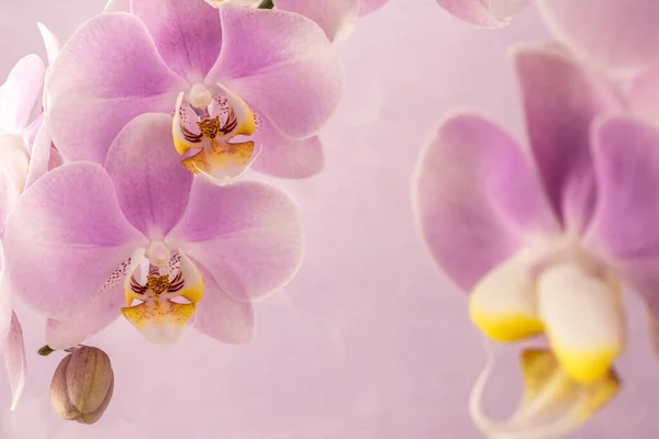 Lila Rosa Orkidé Blommor Rosa Bakgrund Med Kopia Utrymme — Stockfoto
