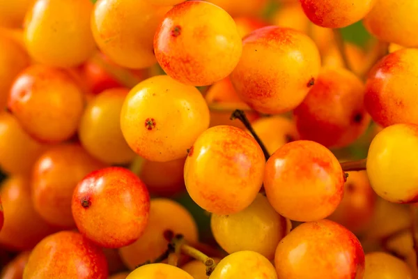 Pembe arka planda kırmızı ve turuncu sonbahar meyvesi