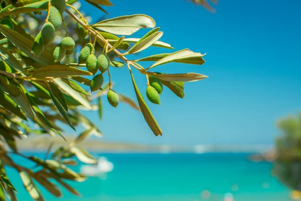 Yeşil zeytinli zeytin ağacı ayrıntıları.