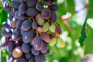Yapraklı kırmızı şarap üzümü dalı. Hasat, üzüm..