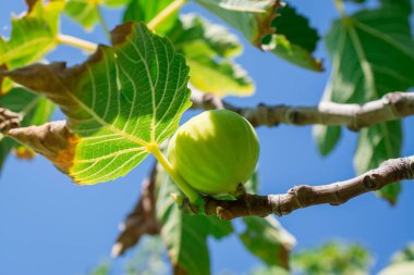 Ağaçta yapraklı yeşil incir meyveleri