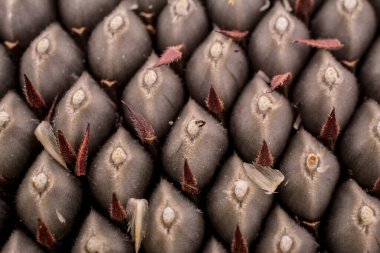 Ayçiçeği tohumları closeup. soyut desen