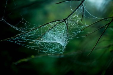 Çiğ damlaları ile örümcek ağı. Örümcek ağı yakın çekim.