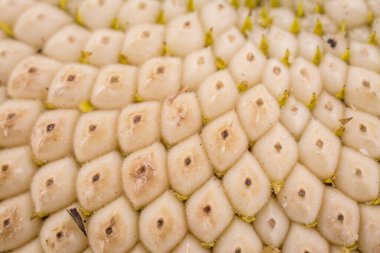 Ayçiçeği tohumları closeup. soyut desen