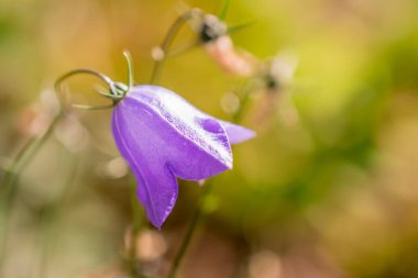 Mavi çan çiçeği yaz bahçesi